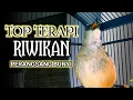 Download Lagu TOP TERAPI !! TRUCUKAN GACOR NGRIWIK, CEPAT MEMANCING TRUCUK SUSAH BUNYI SEKETIKA GACOR