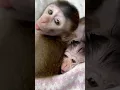 Lagu “What Did Cici Whisper? The Baby Monkey Froze… Then Hugged Her Tight! 😱💛🐒”