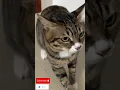 Download Lagu 😾 Kucing Galak Mode ON! Baru Dideketin Tangan Langsung Jutek #kucing #cat #fyp #lucu #funny #shorts
