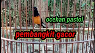 pancingan murai batu pastol gacor 