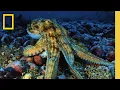 Pristine Seas The Global Expedition Launches in the Pacific National Geographic Society