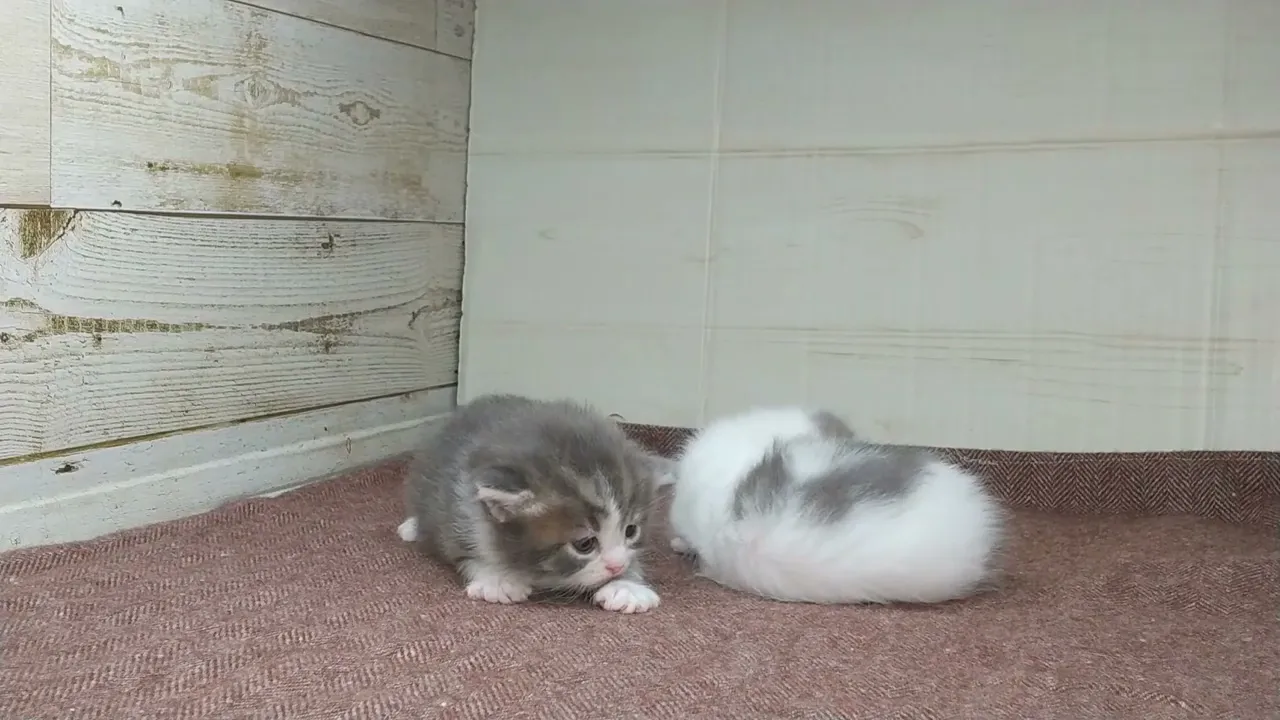 動画