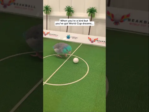 Ziki at the Beakball World Cup 2026 ⚽️😂 Harrison's Bird Foods  #FIFAWorldCup