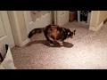 Download Lagu Cat Chases Tail and meows: Joni Time