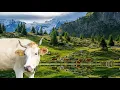 Download Lagu De mooiste plekken van Zwitserland - de verborgen pareltjes van de Jungfrauregio