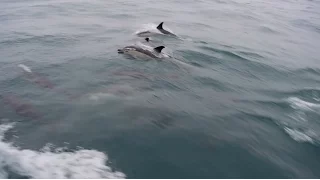 Two aboard Tuuli Ep. 20 – Dolphins guide the way (St. Peter Port, Guernsey → Camaret sur mer, FR)
