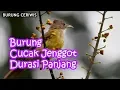 Suara Kicauan Burung Masteran Cucak Jenggot Durasi Panjang 30 Menit