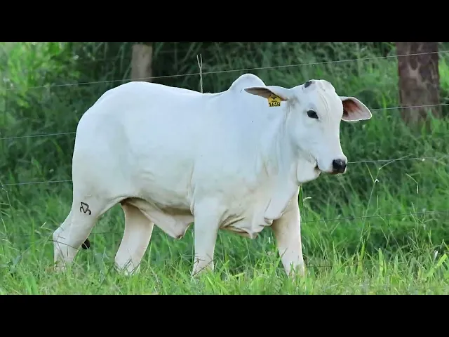 Novilha Nelore LMRZ - 150