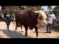 Download Lagu SAPI MONSTER NORTON PEMANASAN KONTES JATIM  🔥