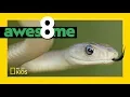 Super Serpents That Slither | Awesome 8