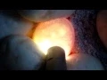 Candling Ball Python Eggs