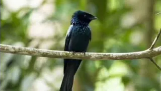 suara burung srigunting betina untuk memancing si jantan agar cepat gacor