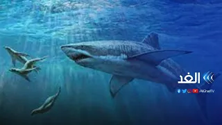 سياحة أسماك القرش تزدهر في ولاية ماساتشوستس الأمريكية 