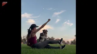 Two Dogs Perform Impressive Tricks With Woman - 1855923