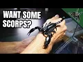 Lagu All of my SCORPIONS in one video!