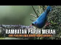 Download Lagu Rambatan Paruh Merah: Burung Kecil Penjelajah Hutan Tropis