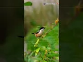 Download Lagu Burung Shrike Ekor Panjang terlihat di @Sunil'sClikz #burung #viral #youtubeshorts #fotografismargasatwa #alam