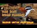 Download Lagu Cak kopi isian variasi baik untuk masteran