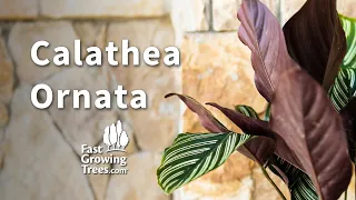 YouTube Video Banner of Calathea Ornata