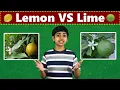 Download Lagu Lemon vs Lime: What’s the difference?