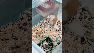  يومياتي  فأر  همتارو دندنها