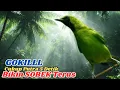 Download Lagu GOKIL! CUKUP 5 DETIK, MASTERAN CUCAK IJO DIALAM LIAR BIKIN EMOSI LAWAN