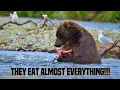 What do Brown Bears Eat Unveiling the Brown Bears Eating Habits