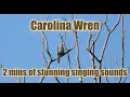 Carolina Wren - 2 mins of stunning singing sounds