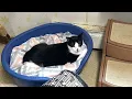 Good Homes Needed July 16 2026