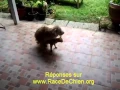 Cat Dog Crossbreed Chaleurs Chien et Chat en Saillie