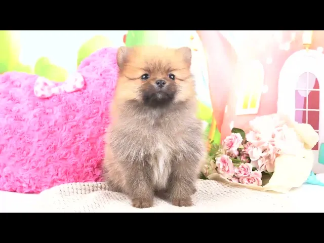 動画