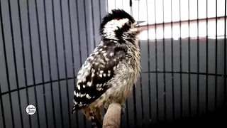 pelatuk sampit speed rapat durasi dan jeda pas versi ini yg di inginkan semua kicau mania