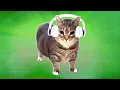 Download Lagu OIIA OIIA 8D (Spinning CAT)