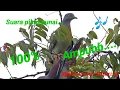 Download Lagu Suara pikat Punai super jernih .....