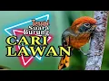Download Lagu Kompilasi MASTERAN PALING AMPUH MUDAH DITIRU PASS UNTUK BURUNG EMOSI‼️