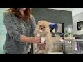 Dwergkees (pomeranian) puppies beschikbaar in Belgie \u0026 Nederland