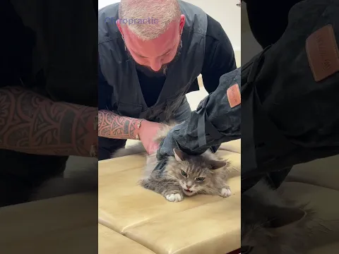 #animals #chiropractic #chiropractor #cat @PhysicalOnePlus