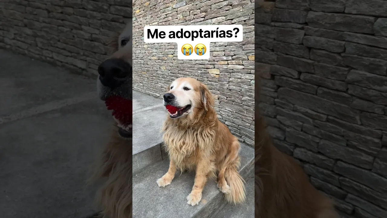 Me adoptarías 🐕🦮