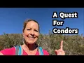 409 - How do you differentiate between a condor and a turkey vulture