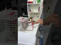 Download Lagu Veterinarian shows how to deal with angry and uncooperative cat