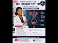 LIVE Human Anatomy Class The Urinary System Explained Anatomy Lab with Matilda