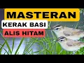 Download Lagu Pancingan Kerak basi alis hitam untuk masteran‼️