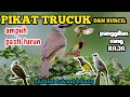 Download Lagu SUARA PIKAT TRUCUK RIBUT MIX BURCIL SOGON |PASTI TURUN  #PIKAT SOGON #trucukangacor