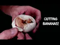 Cutting Banana Ball Python Eggs See the Results