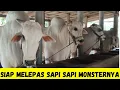 Lagu Sapi Sapi PO Monster Ini Siap Dilepas|Sapi PO Kebumen