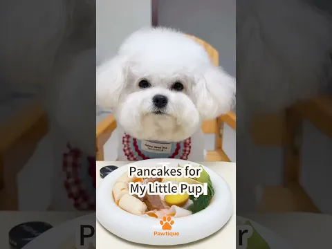 Pancakes for My Little Pup! 🐶🥞 #bichonfrise #dogmeal #foodiedog #cutedog #doglife
