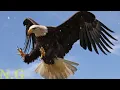 Download Lagu suara burung elang pengusir hama