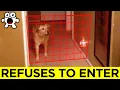 Download Times Pets Saw Things Their Owners Couldn't mp4 3gp mp3 videos - waplic