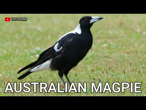 Download MP3 AUSTRALIAN MAGPIE SOUND suara burung murai Australia