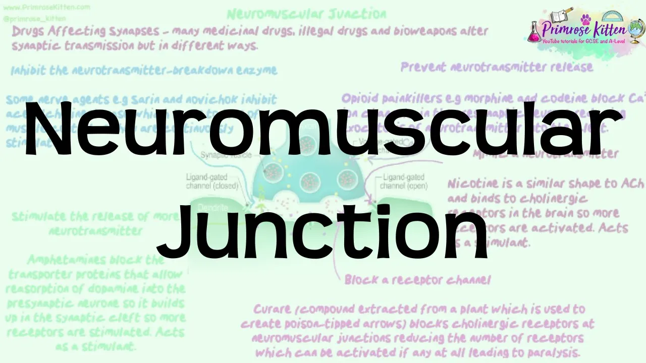 Neuromuscular Junction | Revision for Biology A-Level and IB